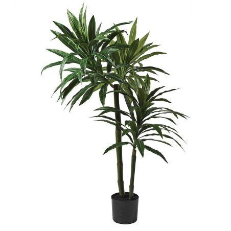 5ft Green Dracaena Plant Smithers This And That £226.00      product_features