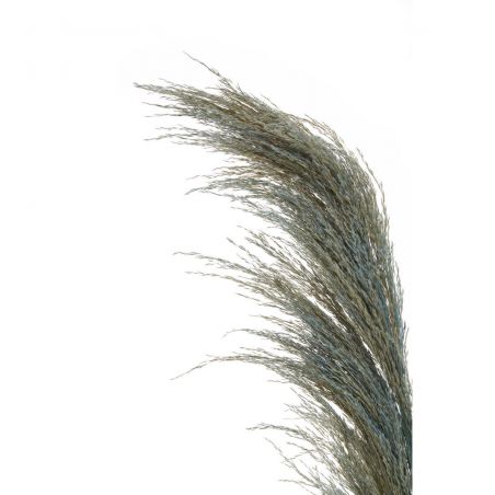 Pampas Blue Grass Stem This And That £7.00 product_features