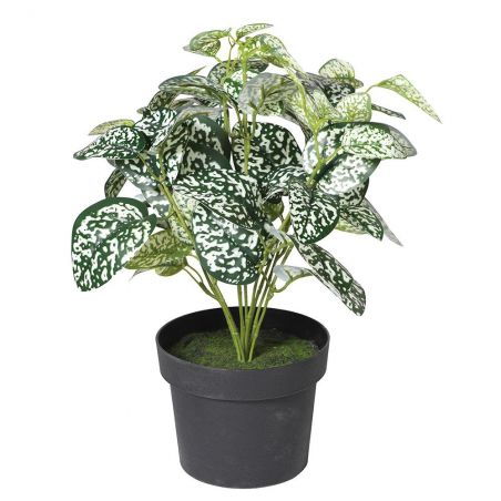 Chinese Evergreen Plant  Artificial Trees & Plants £25.00      product_features