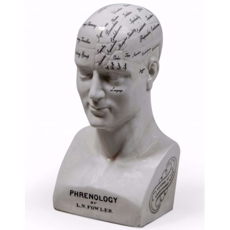 Phrenology Head Smithers Archives £100.00      product_features