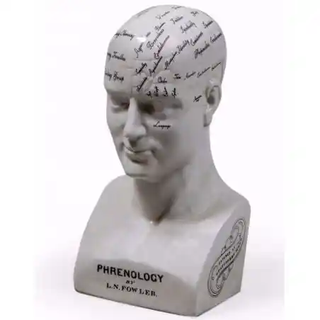 Phrenology Head Smithers Archives £100.00      product_features